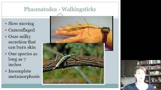 Mantodea Phasmatodea Dermaptera and Psocoptera [upl. by Radman]