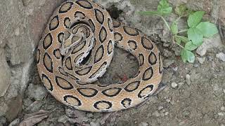 Most Deadliest Snake Sound Russells viper [upl. by Arok]