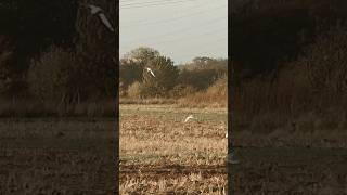 Gulls over farmland [upl. by Ayeka58]