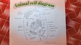 Animal cell most important diagram  very easily एनिमल सेल [upl. by Onirefez]