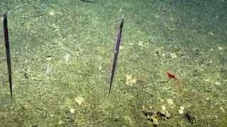 Deep Sea Predation and Digestion in the Galapagos  Nautilus Live [upl. by Lorie]