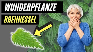 Brennessel  Die UNGLAUBLICHE und missverstandene Heilpflanze [upl. by Yren]