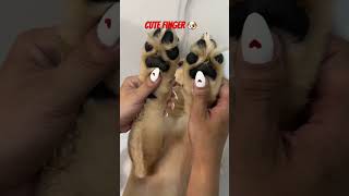 Cute finger dog doglover lovelydogs smart pets mypet shorts shortsyoutube shortsfeed cute [upl. by Atenahs]