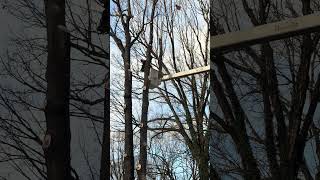 Requested Tree Branch Removal Video 2 of 2 [upl. by Rehtaeh]