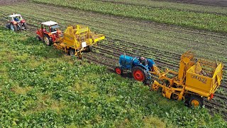 Oldtimer sugar beet harvest with Schmotzer Stoll amp Kleine  St Bovem 2020 [upl. by Napier342]