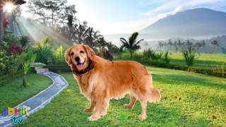 Learn the cartoon dogs breeds Popular cartoon dogs and their real animals for children [upl. by Accalia]