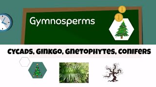 Types of gymnosperms [upl. by Aruasor]