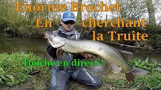 Énorme Brochet en cherchant la Truite [upl. by Kolivas]