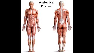 Anatomical Position and Directional Terms  Visible Body [upl. by Lesiram]