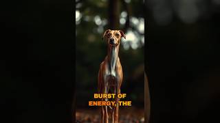 Meet the Whippet fastdog racingdog [upl. by Skill]