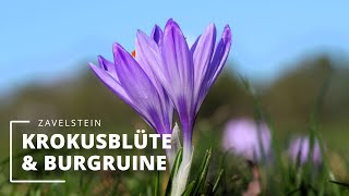 Krokusblüte in Zavelstein  4K [upl. by Noyart400]