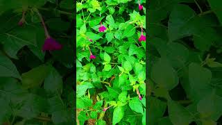 Mirabilis jalapa flower plant 🌱… Rangani flower plants flowers mansoon [upl. by Brendis332]