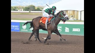 JAMAICA RACING California Gold Upsets At 91 Sat Mar 30 2024 8th [upl. by Ardnuhs]