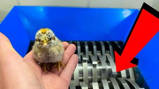 CUTE BABY CHICKEN VS SHREDDER EXPERIMENT [upl. by Suiramed517]