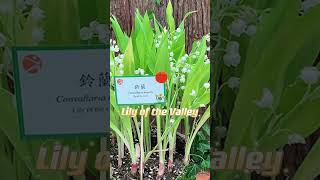 ✨Beautiful Lily of the Valley ✨鈴蘭之美shorts [upl. by Boggs]