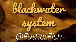 How to Build a True Blackwater Aquarium [upl. by Acemahs]