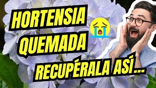 REVIVE TU HORTENSIA QUEMADA Plantmen [upl. by Macfadyn511]