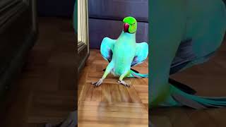 Talking Parrot Calling Mummy Mummy Cute parrot shortsvideo parrotshorts shorts viral Saying [upl. by Karilynn221]