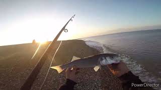 shore fishing for BASS on dungeness beach sea fishing uk [upl. by Drarehs]