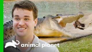 Robert Irwin Feeds A Massive Crocodile For The First Time  Crikey Its The Irwins [upl. by Animsay]