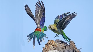 Red Rumped Parrot [upl. by Keir]