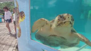 Visit Loggerhead Marinelife Center [upl. by Annadroj]