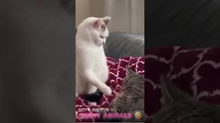 Funny Animal Voice Overs 🤣 😆 dustymdouglas funnyanimals funny funnyanimals [upl. by Yekcaj]