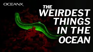 Ocean Oddities Weird Ocean Discoveries  Moments in Exploration [upl. by Kyd]