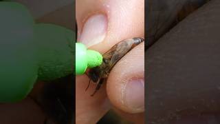 This is how Queen Bee is Installed in Farm [upl. by Ddart]