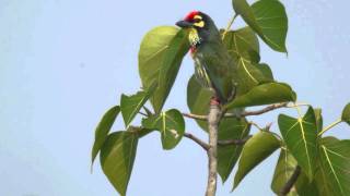 Coppersmith Barbet  Megalaima haemacephala [upl. by Connelly]