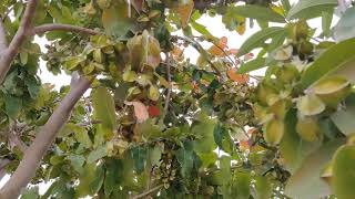 Terminalia arjuna is a tree of the genus Terminaliaਅਰਜਨ ਦਾ ਦਰੱਖਤEcofarm March2020 [upl. by Murdock]