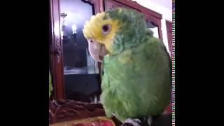 LORO CANTANDO CANCION PARA DORMIR [upl. by Drusi]