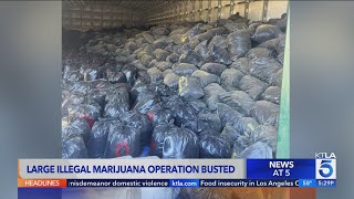 Over 100 million worth of marijuana found in San Bernardino County drug bust [upl. by Awuhsoj]