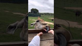 Bothongo Rhino and Lion Nature Reserve Feed a Giraffe for R50 funactivities kidsfun giraffe [upl. by Eupheemia]