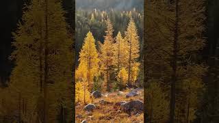 Autumn hike in OkanoganWenatchee NF larches  backpacking camping [upl. by Beaver]