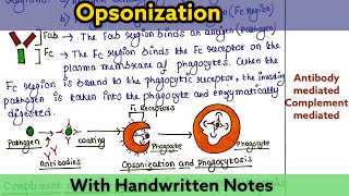 Opsonization  Mechanism  Types [upl. by Iana]