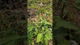 SANGKETAN ‼️ Heliotropium indicum sangketan buntuttikus Heliotropiumindicum [upl. by Nera]