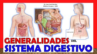 🥇 SISTEMA DIGESTIVO en 16 Minutos ¡Fácil y Sencillo [upl. by Naujat]