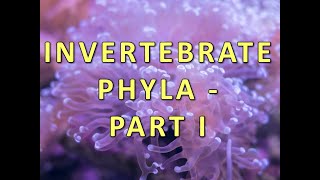 Invertebrate Phyla  Part I [upl. by Mozes572]