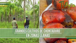 Grandes Cultivos de Chontaduro en Zonas Llanas  TvAgro por Juan Gonzalo Angel [upl. by Reltuc]