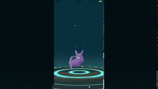 Perfect 100 IV Zubat 471 CP Evolve to Crobat  Pokemon Go Gen 2 [upl. by Michael]