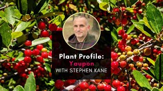 Plant Profile Yaupon Holly with Stephen [upl. by Thetes]