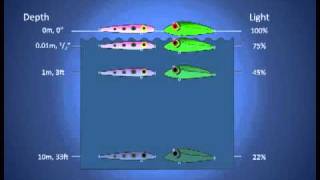 Fishing Lure Color Selection Part 1 How Colors Look Underwater [upl. by Neetsuj]