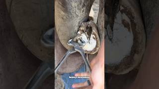 Trimming horse hoof asmr satisfying horse equestrian [upl. by Treat]