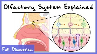 Olfactory System Explained Combinatorial Processing Transduction Cortex  Full Discussion [upl. by Thom]