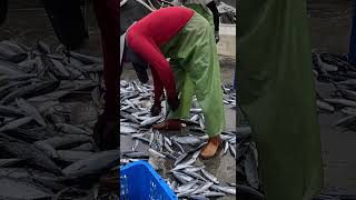 Catched fresh wild fishes and unloading crazy jumping Amberjack fish fresh seafood fishport [upl. by Eslehc]