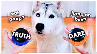 Dog Plays Truth or Dare Using Talking Buttons [upl. by Didi]