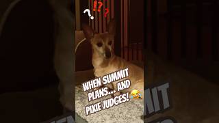 Summit’s Mischief vs Pixie’s Sass 😂🔥dogsofyoutube funnydogs viraldogs petshorts drama [upl. by Mateusz]