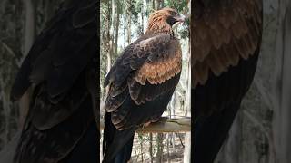 Australia wedgetailed eagle [upl. by Hcurab]