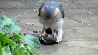 Sparrowhawk plucking live Starling pt1 [upl. by Bonita]